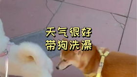 小小萌柴 在线可爱